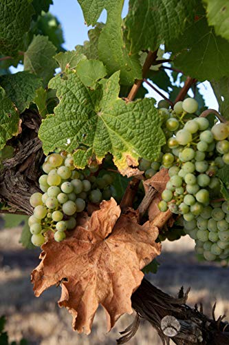 Seppelt The Great Entertainer Chardonnay Pinot Noir Sparkling Wine Non-Vintage, 750 ml (Pack Of 6)  Seppelt